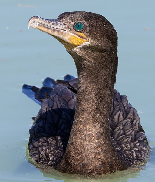 Neotropic Cormorant Phalacrocorax brasilianus 