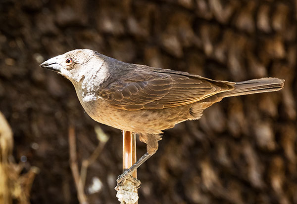 Bronzed Cowbird Molothrus aeneus 
