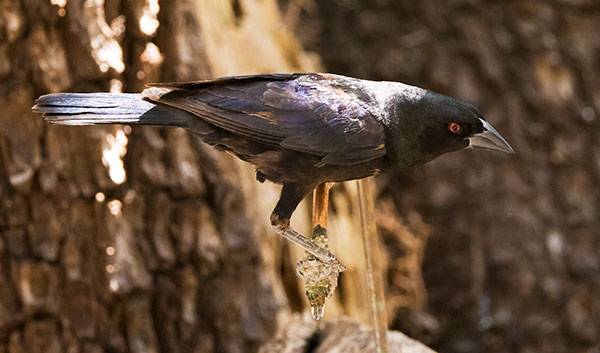 Bronzed Cowbird Molothrus aeneus 