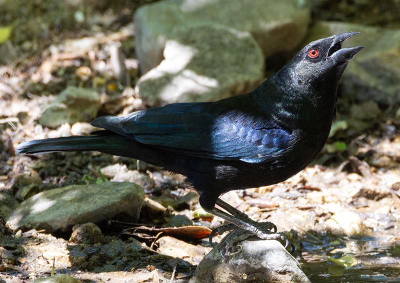 Bronzed Cowbird Molothrus aeneus 