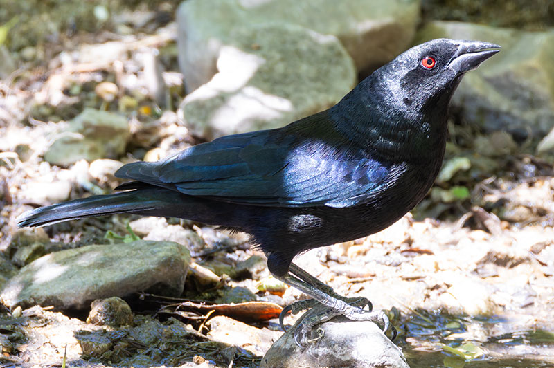 Bronzed Cowbird Molothrus aeneus 
