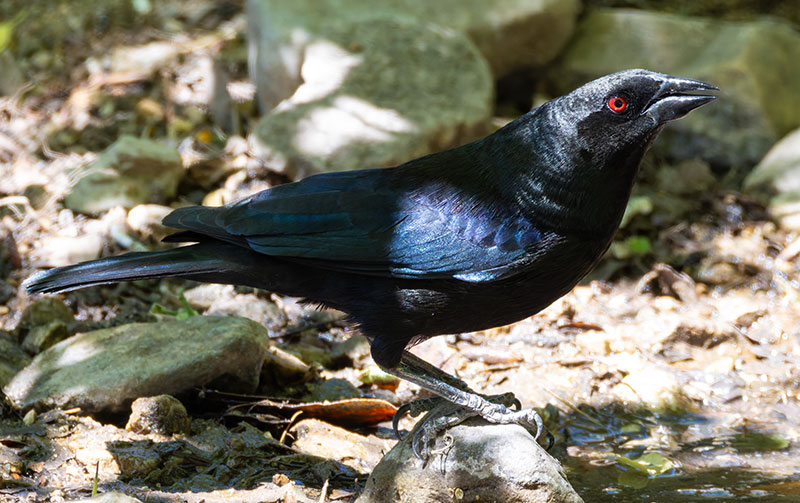 Bronzed Cowbird Molothrus aeneus 