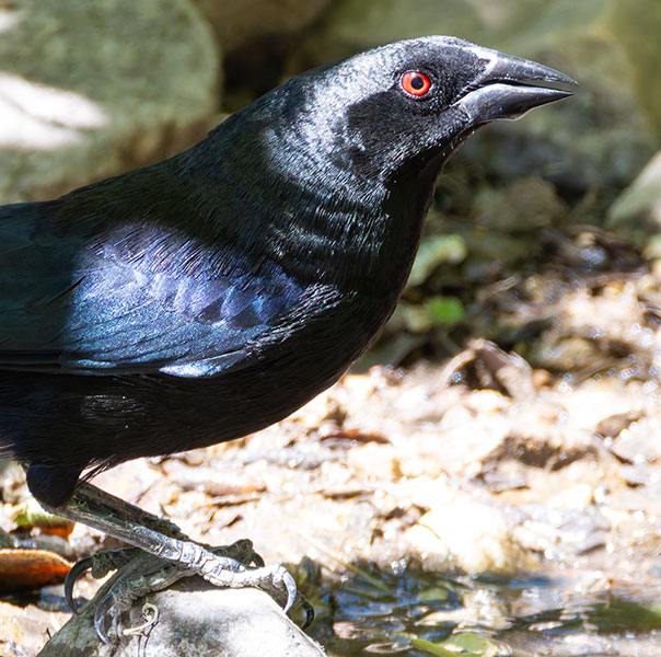 Bronzed Cowbird Molothrus aeneus 
