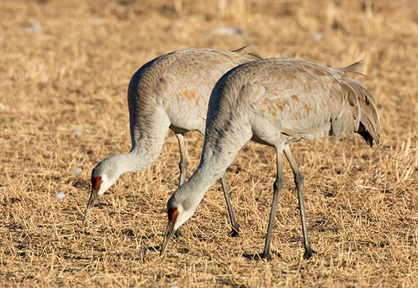 Sandhill Cranes Grus canadensis feeding