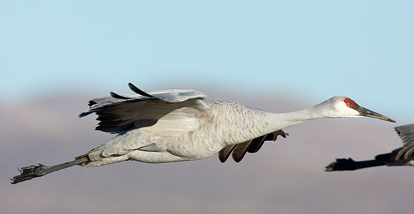 Sandhill Crane Grus canadensis in flight