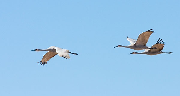 Sandhill Cranes Grus canadensis in flight