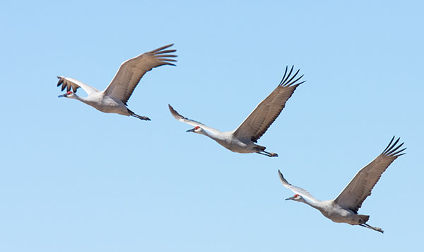 Sandhill Cranes Grus canadensis in flight