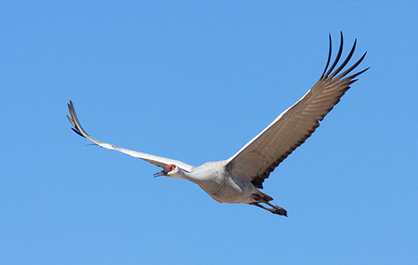 Sandhill Crane Grus canadensis in flight