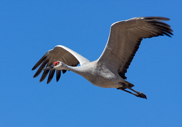 Sandhill Crane Grus canadensis in flight