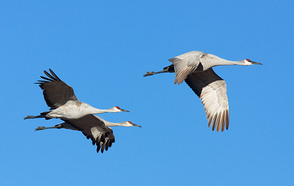 Sandhill Cranes Grus canadensis in flight