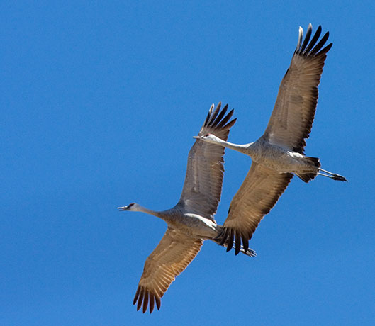 Sandhill Cranes Grus canadensis flying
