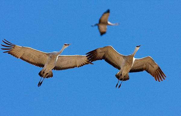 Sandhill Cranes Grus canadensis flying
