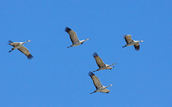 Sandhill Cranes Grus canadensis flying