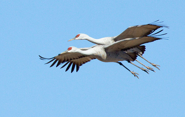 Sandhill Cranes Grus canadensis 