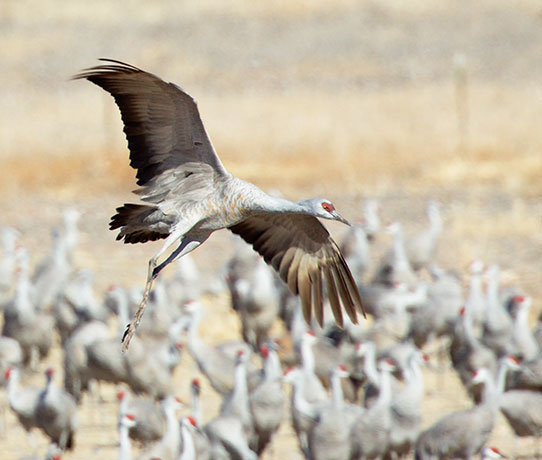 Sandhill Cranes Grus canadensis 