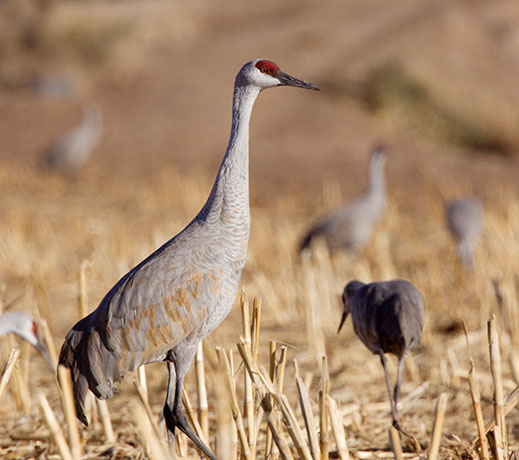 Sandhill Cranes Grus canadensis 