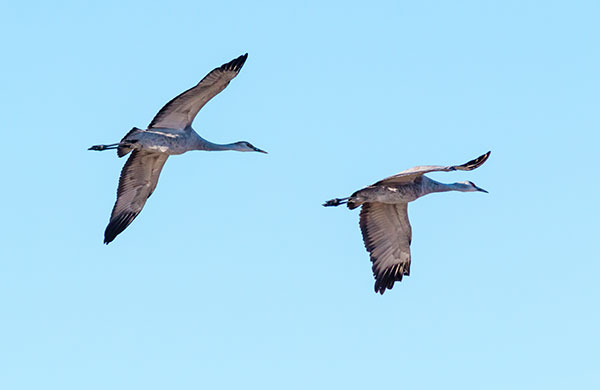 Sandhill Cranes Grus canadensis 