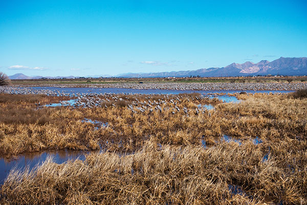 Sandhill Cranes Grus canadensis 
