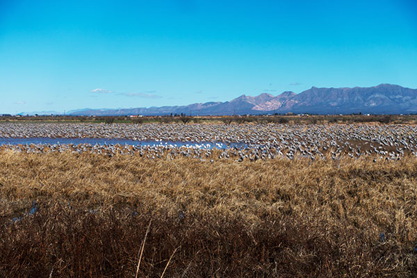 Sandhill Cranes Grus canadensis 