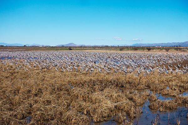 Sandhill Cranes Grus canadensis 