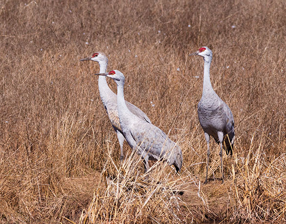 Sandhill Cranes Grus canadensis 
