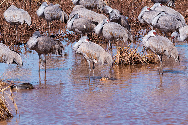 Sandhill Cranes Grus canadensis 