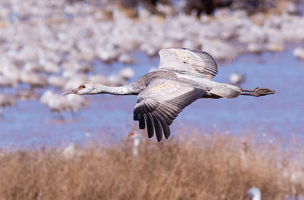 Sandhill Cranes Grus canadensis 