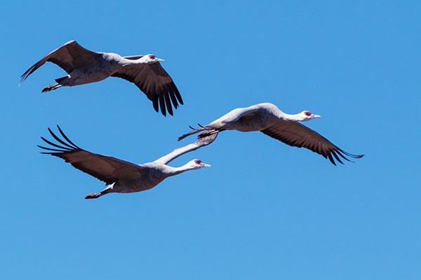 Sandhill Cranes Grus canadensis 