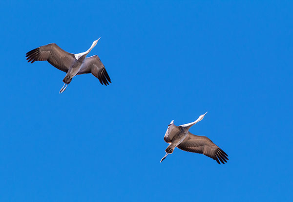 Sandhill Cranes Grus canadensis 