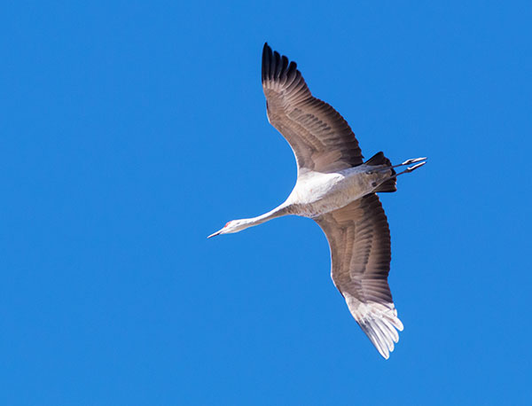 Sandhill Cranes Grus canadensis 