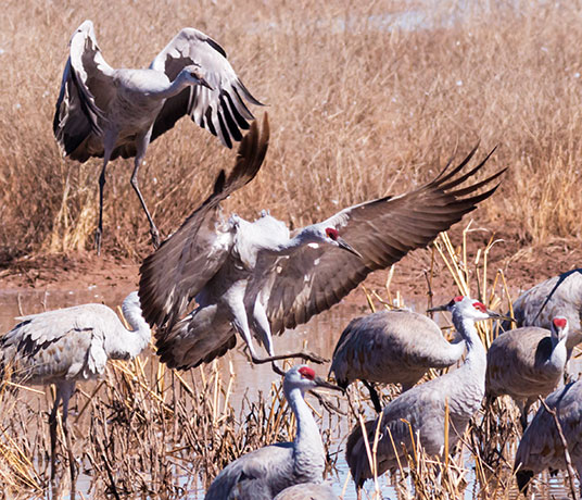Sandhill Cranes Grus canadensis 