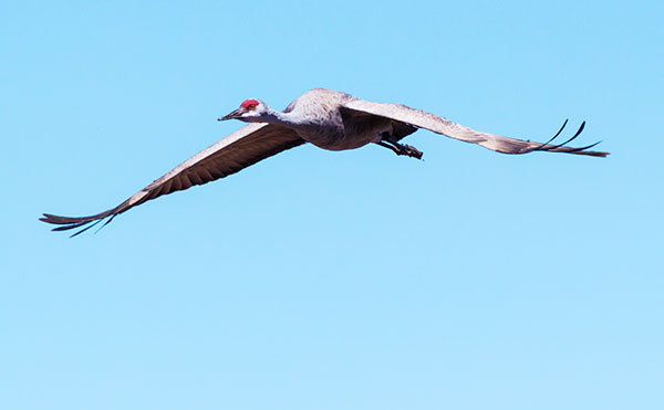 Sandhill Cranes Grus canadensis 