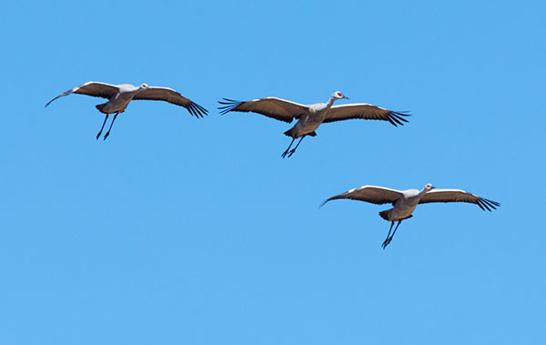 Sandhill Cranes Grus canadensis 
