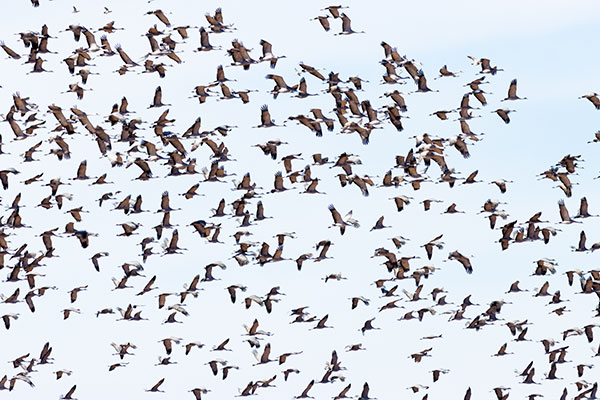 Sandhill Cranes Grus canadensis 