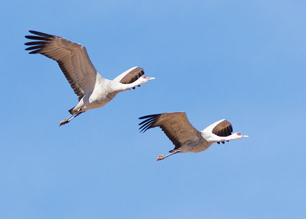 Sandhill Cranes Grus canadensis 