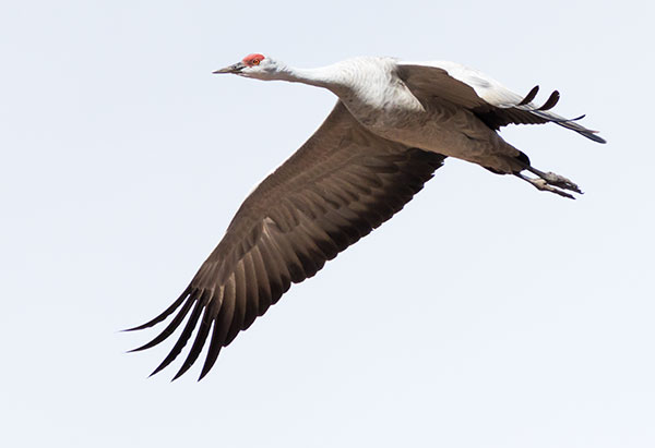 Sandhill Cranes Grus canadensis 
