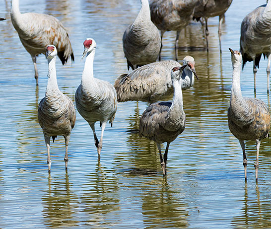 Sandhill Cranes Grus canadensis 