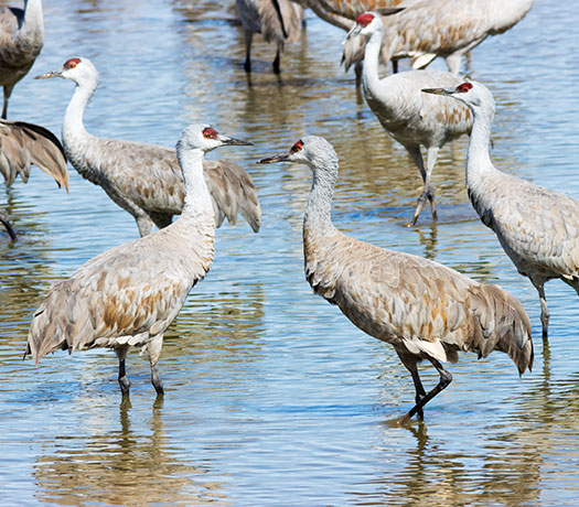 Sandhill Cranes Grus canadensis 