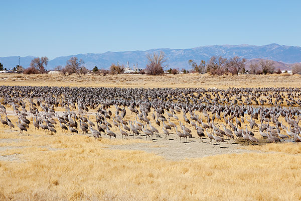 Sandhill Cranes Grus canadensis 