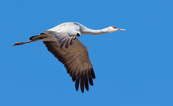 Sandhill Cranes Grus canadensis 