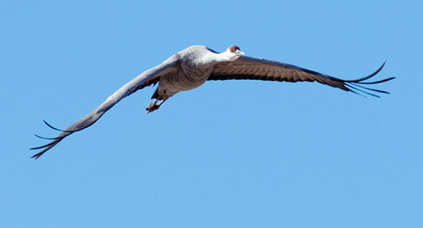 Sandhill Cranes Grus canadensis 