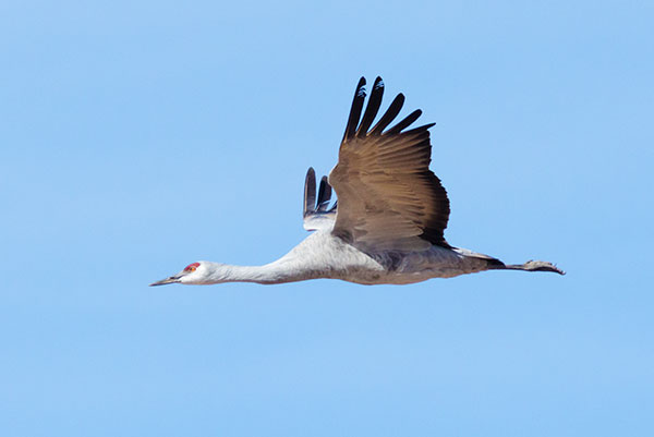 Sandhill Cranes Grus canadensis 