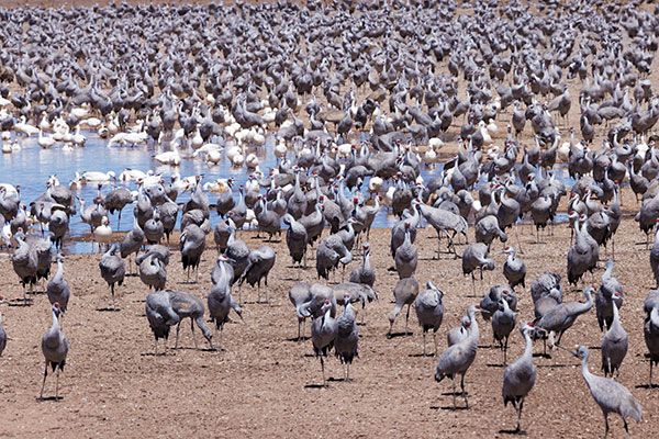 Sandhill Cranes Grus canadensis 