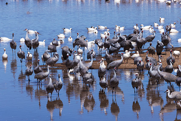 Sandhill Cranes Grus canadensis 