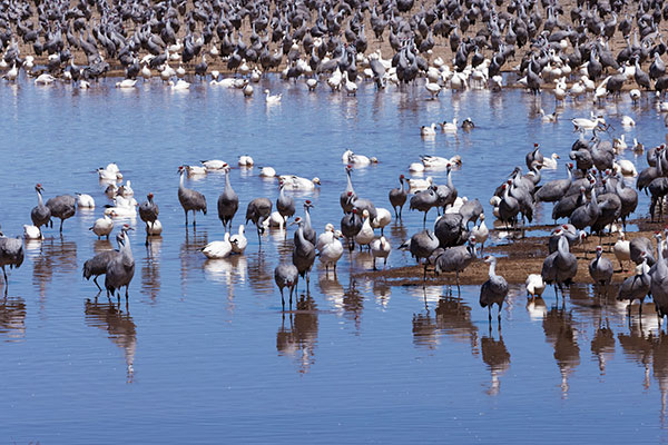 Sandhill Cranes Grus canadensis 