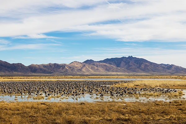 Sandhill Cranes Grus canadensis 