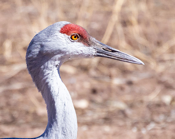 Sandhill Cranes Grus canadensis 