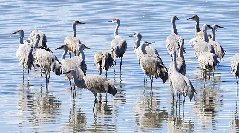 Sandhill Cranes Grus canadensis 