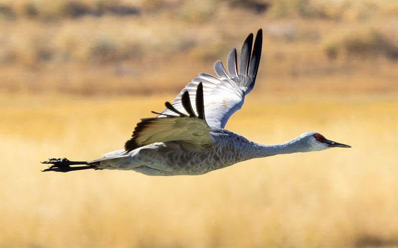 Sandhill Cranes Grus canadensis 