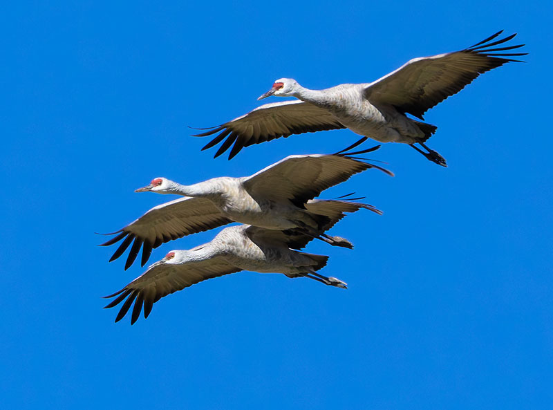 Sandhill Cranes Grus canadensis 